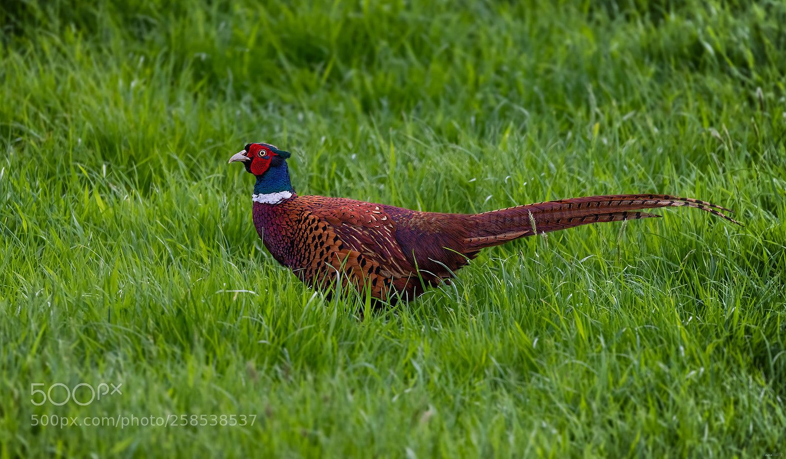 Nikon D850 sample photo. Male pheasant shatterford, worcestershire. photography