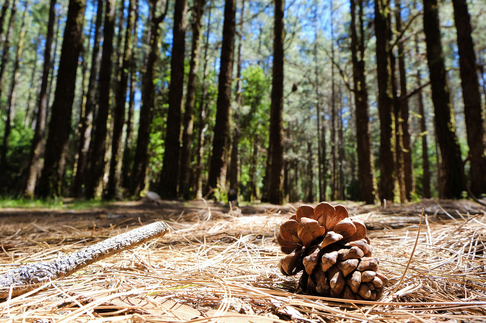 Fujifilm X-T20 sample photo. Pine cone in the photography