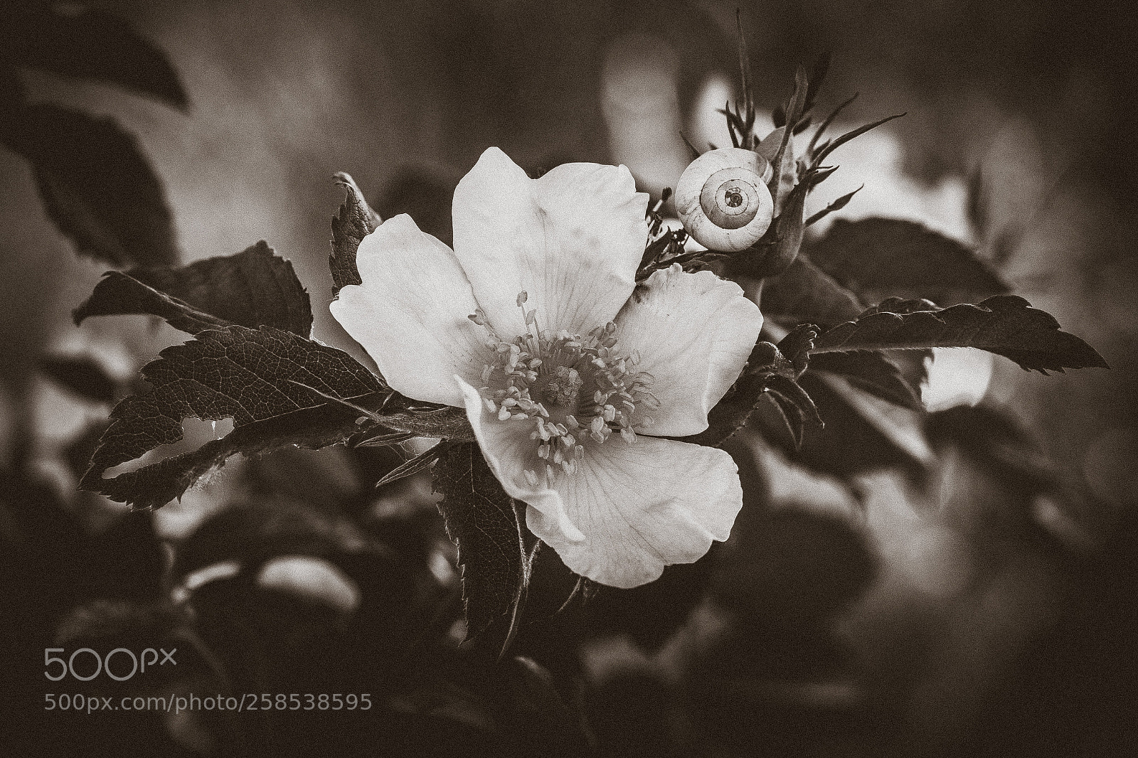 Canon EOS 6D sample photo. Églantier des chiens photography