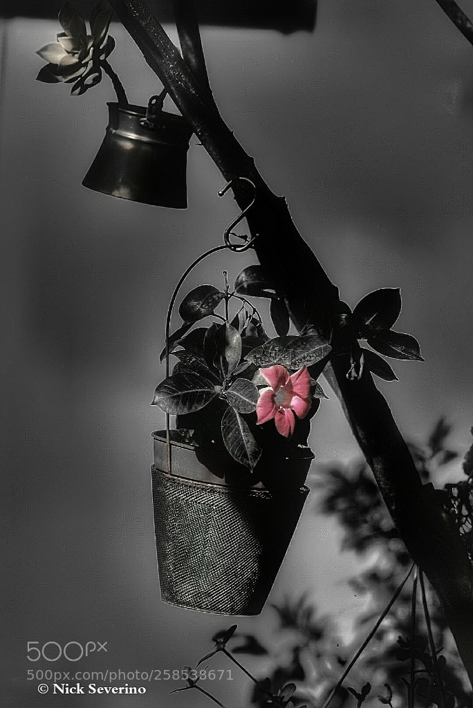 Sony a7R sample photo. Pink in black photography
