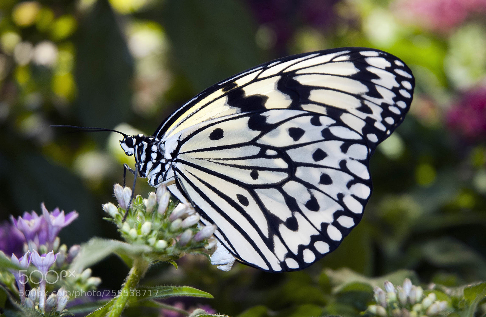Nikon D70 sample photo. Paper kite butterfly photography