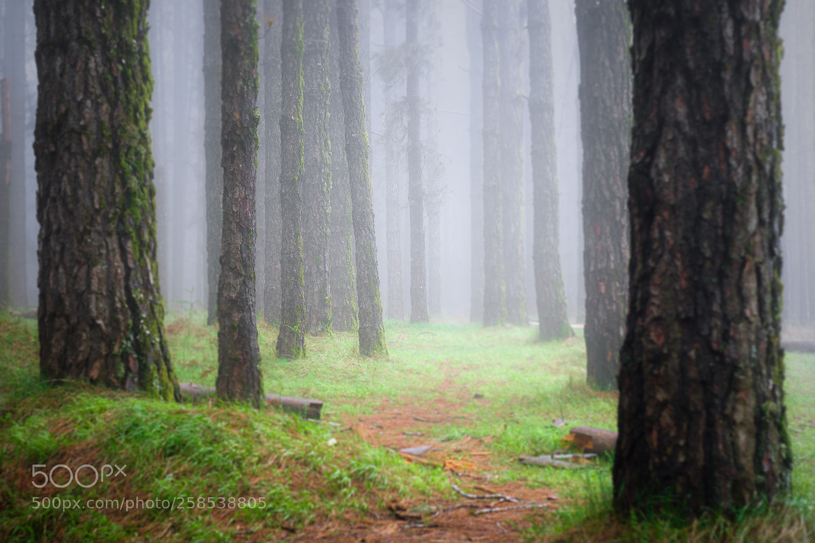 Canon EOS 7D Mark II sample photo. Foggy path photography