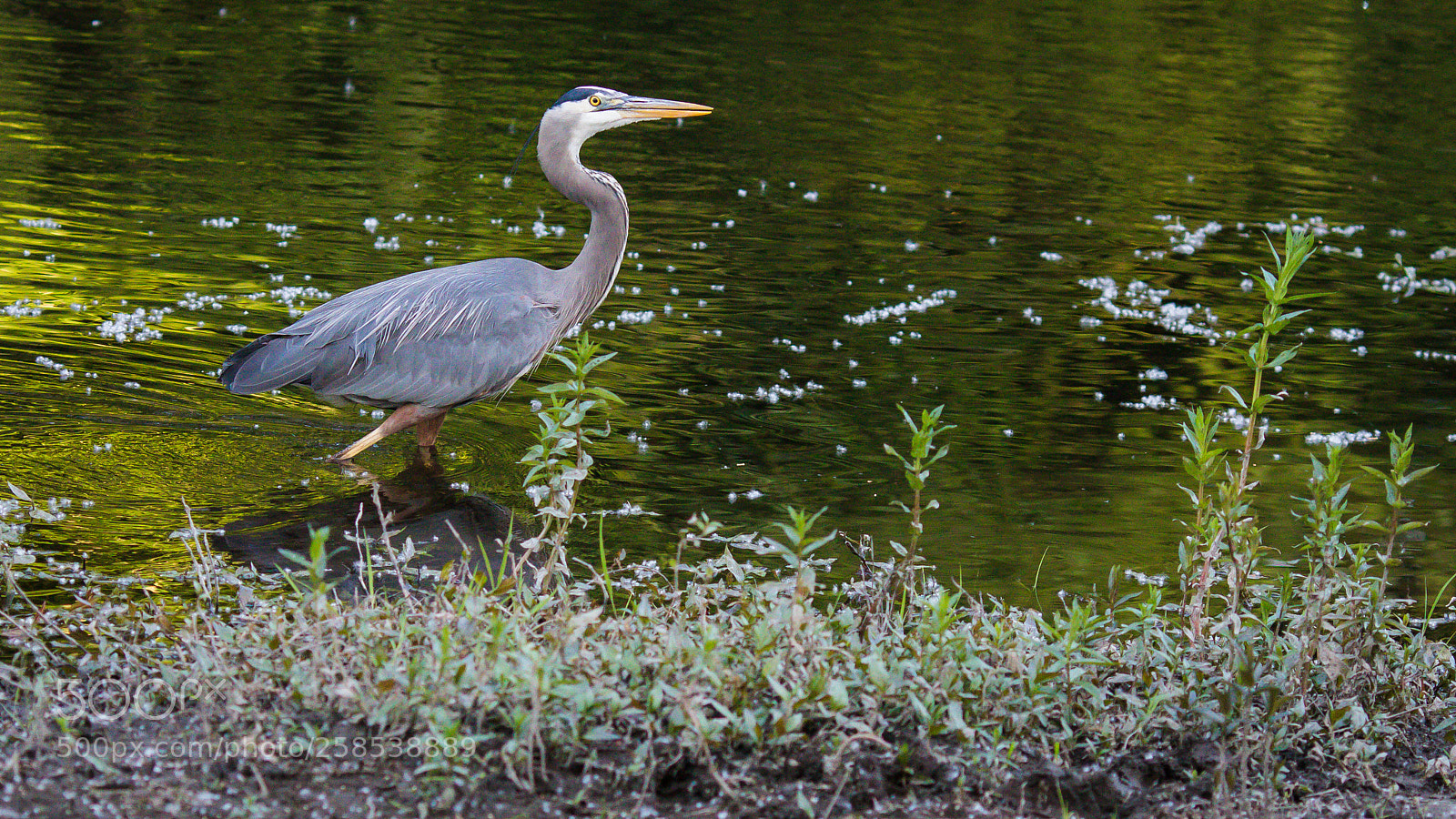 Canon EOS 7D Mark II sample photo. Kka photography