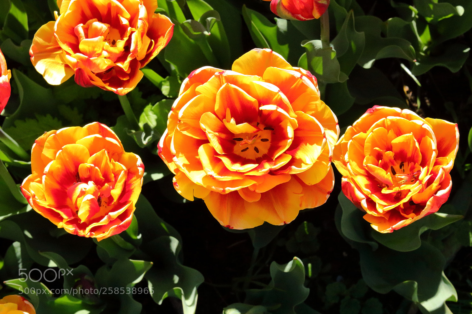 Canon EOS 750D (EOS Rebel T6i / EOS Kiss X8i) sample photo. The 3 orange brothers photography