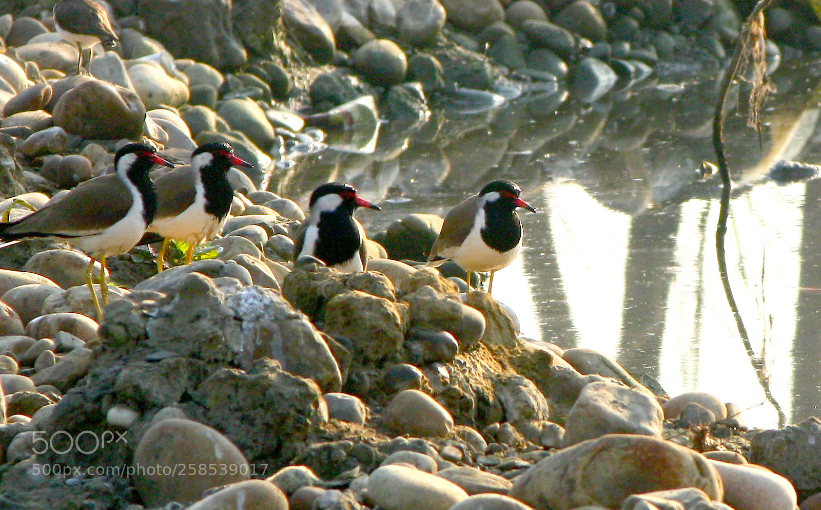 Canon EOS 1000D (EOS Digital Rebel XS / EOS Kiss F) sample photo. Red wattled lapwing birds photography