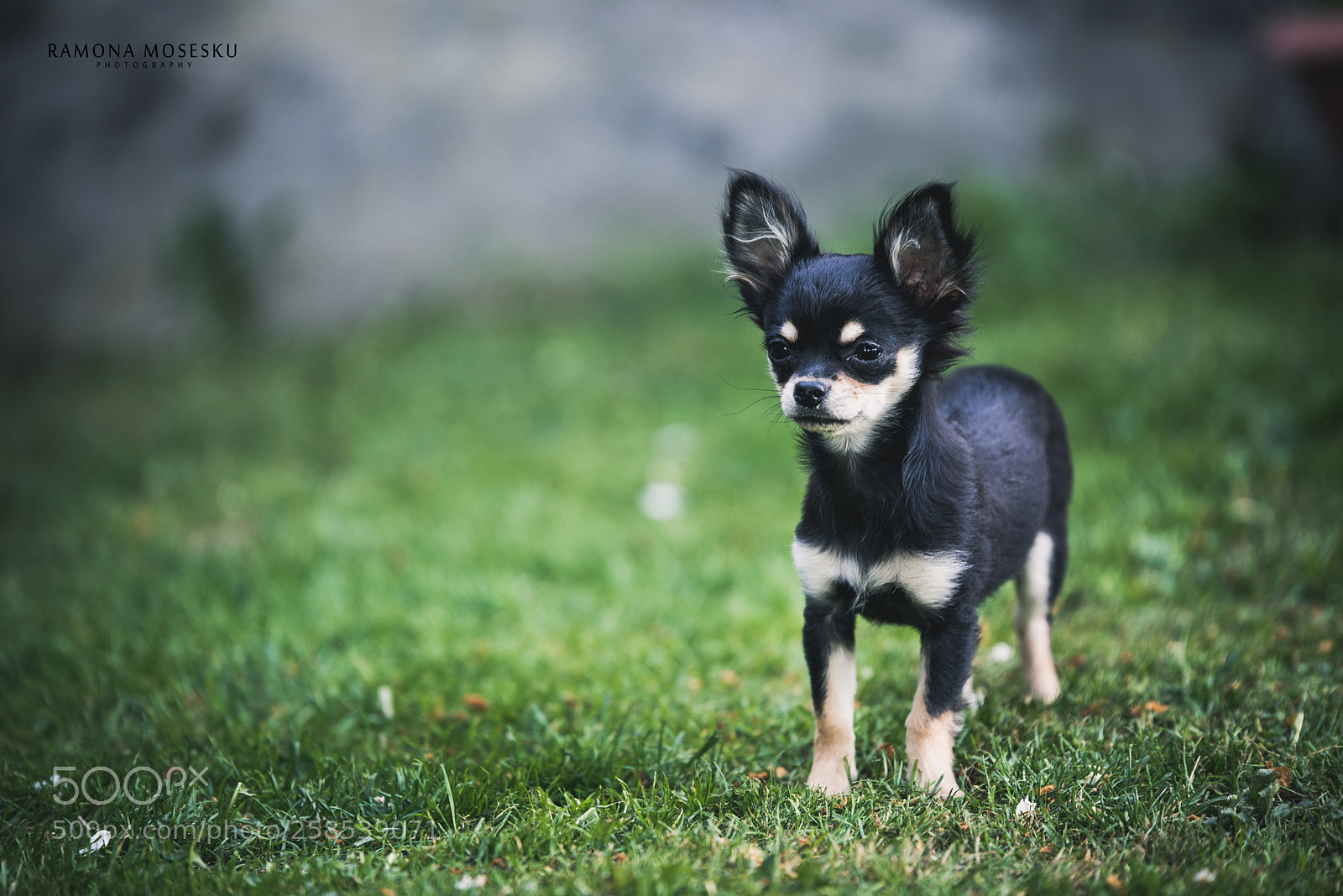 Nikon D810 sample photo. Dog photography
