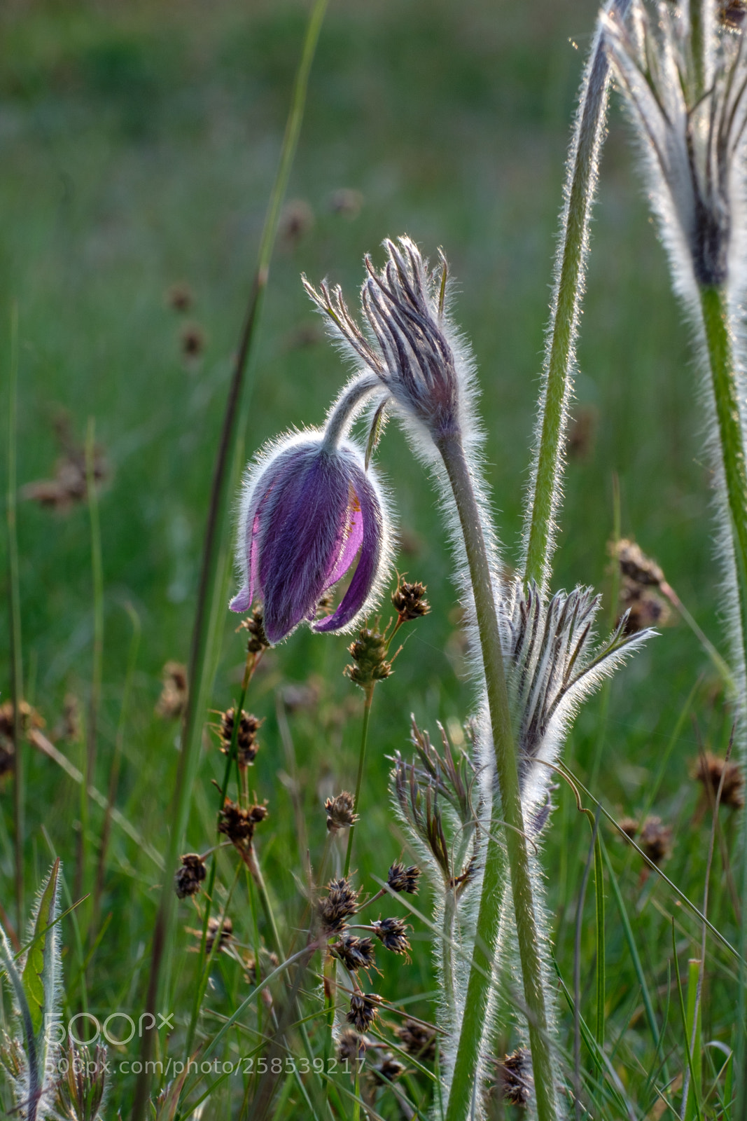Fujifilm X-T20 sample photo. Pulsatilla pratensis photography