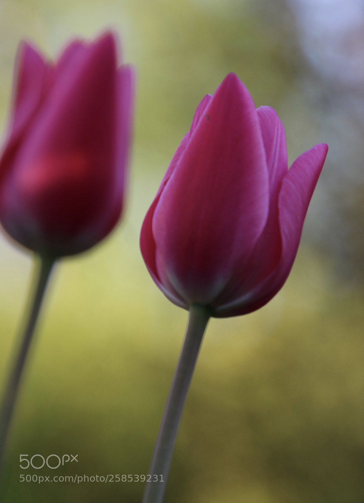Canon EOS 750D (EOS Rebel T6i / EOS Kiss X8i) sample photo. Reflection photography