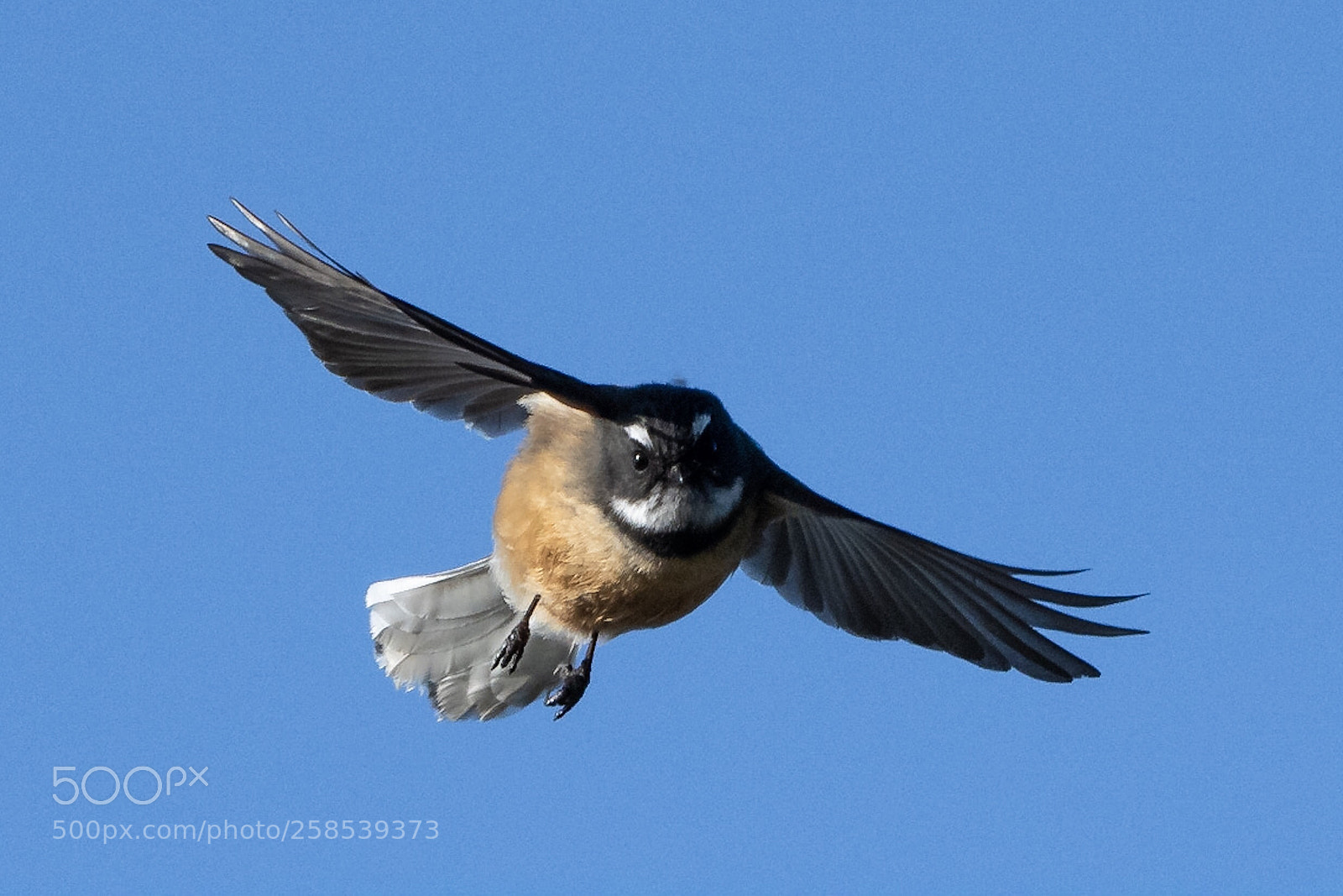 Nikon D500 sample photo. Fantail p wakawaka rhipidura photography