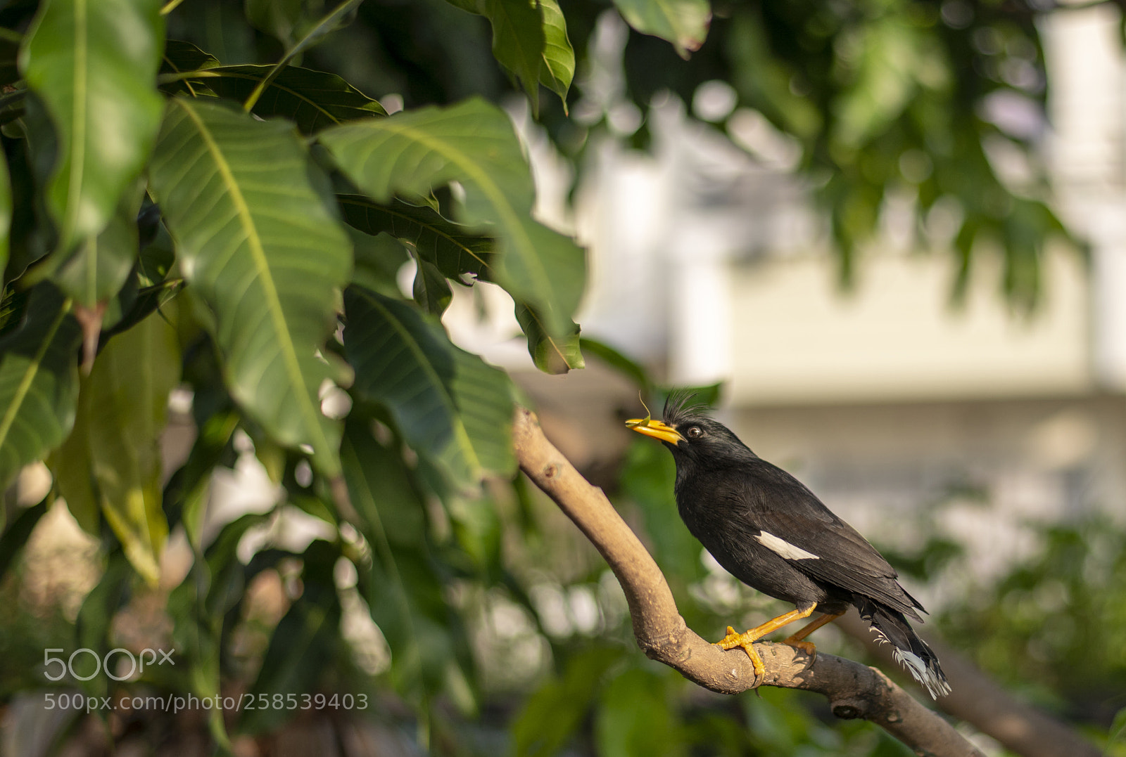 Nikon D610 sample photo. Acridotheres tristis, bird photography