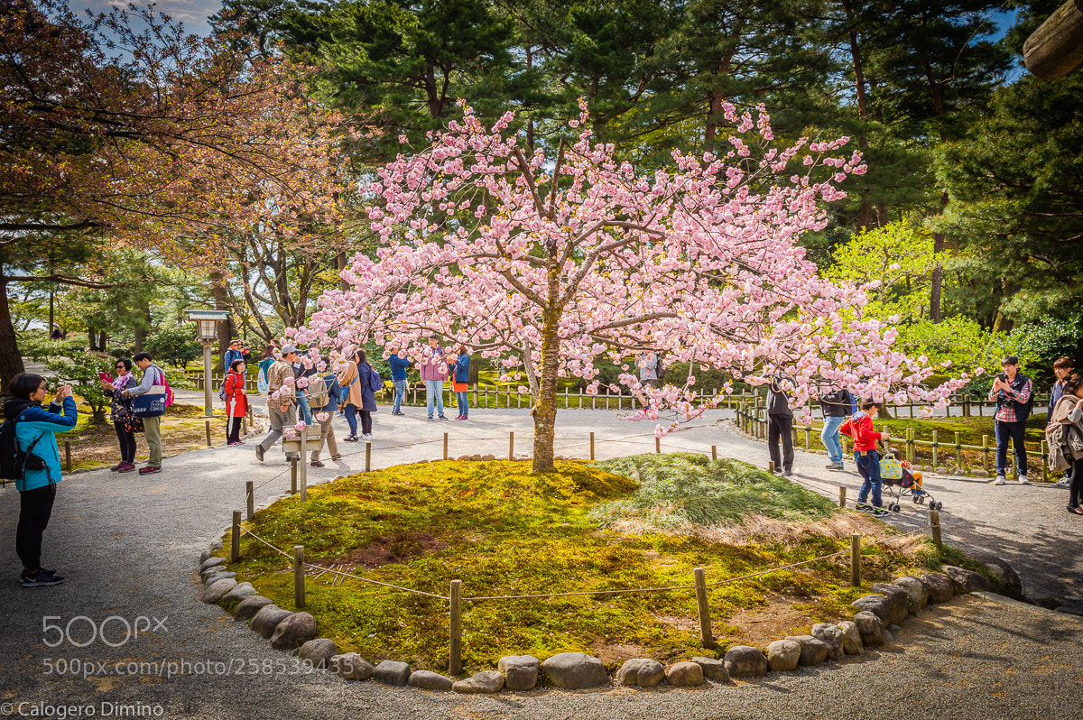 Nikon D3200 sample photo. Kanazawa photography