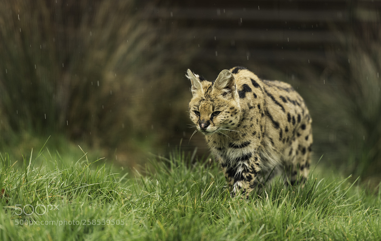 Nikon D5 sample photo. Serval series photography