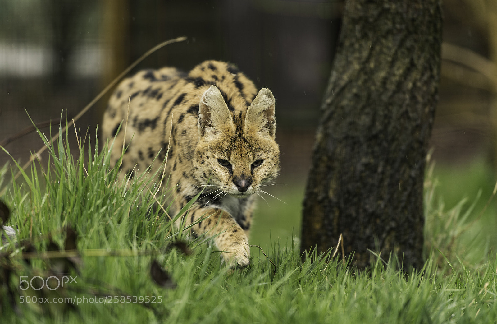 Nikon D5 sample photo. Serval series photography