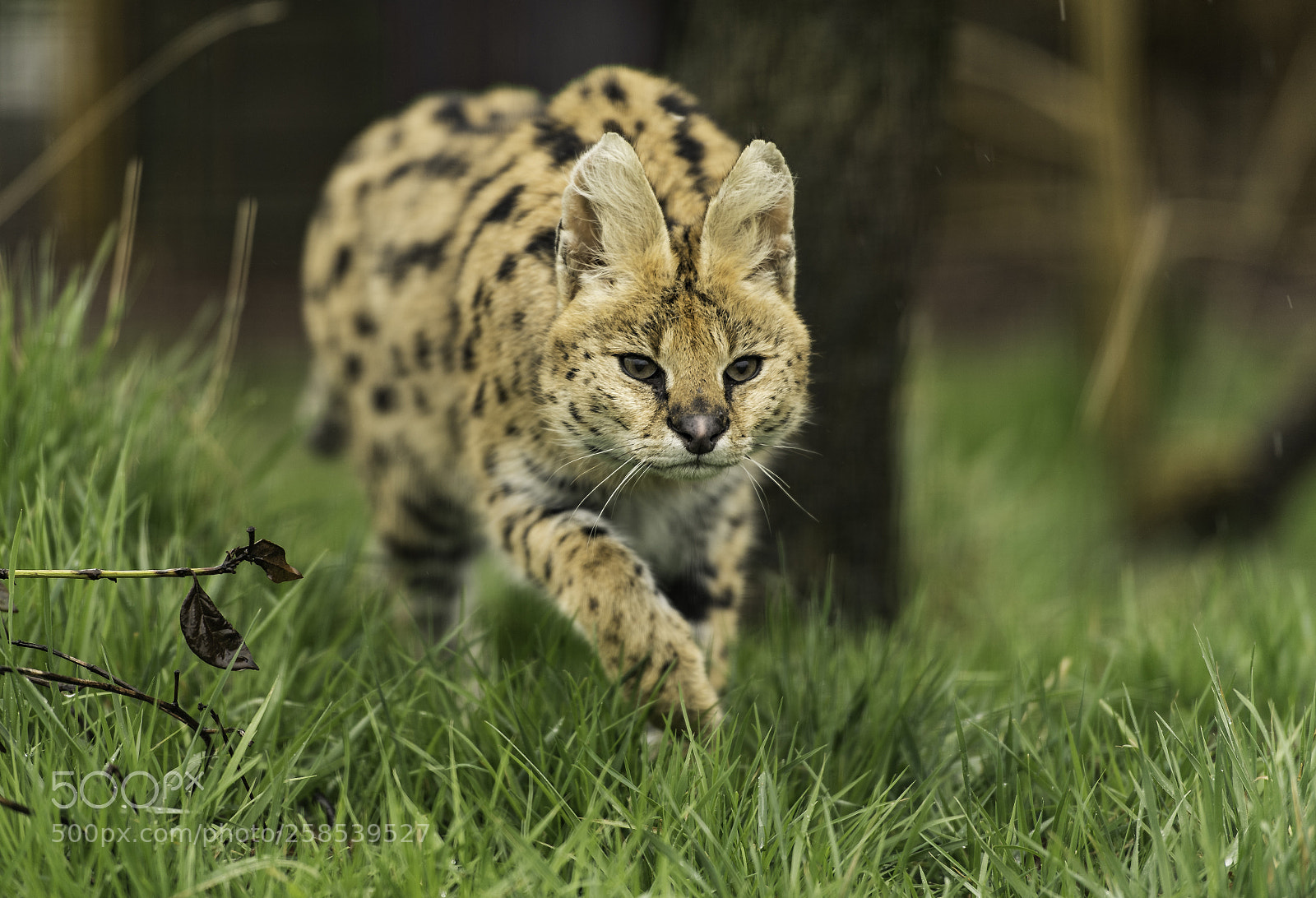 Nikon D5 sample photo. Serval series photography