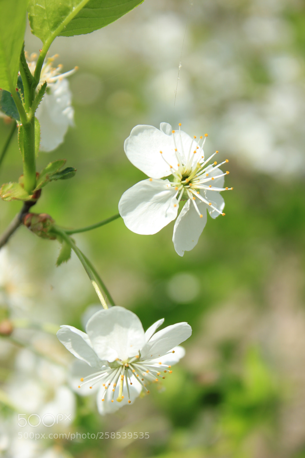 Canon EF-S 18-55mm F3.5-5.6 IS sample photo. Apple tree photography
