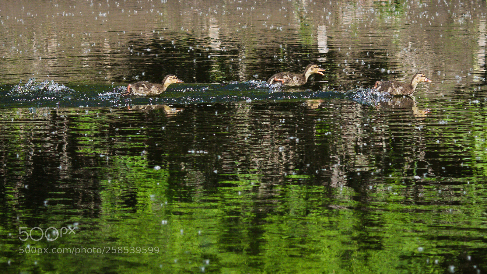 Canon EOS 7D Mark II sample photo. Kk0a2660-3.jpg photography