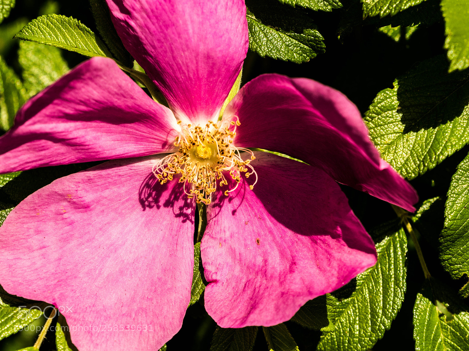 Olympus OM-D E-M5 II sample photo. Olympus digital camera photography
