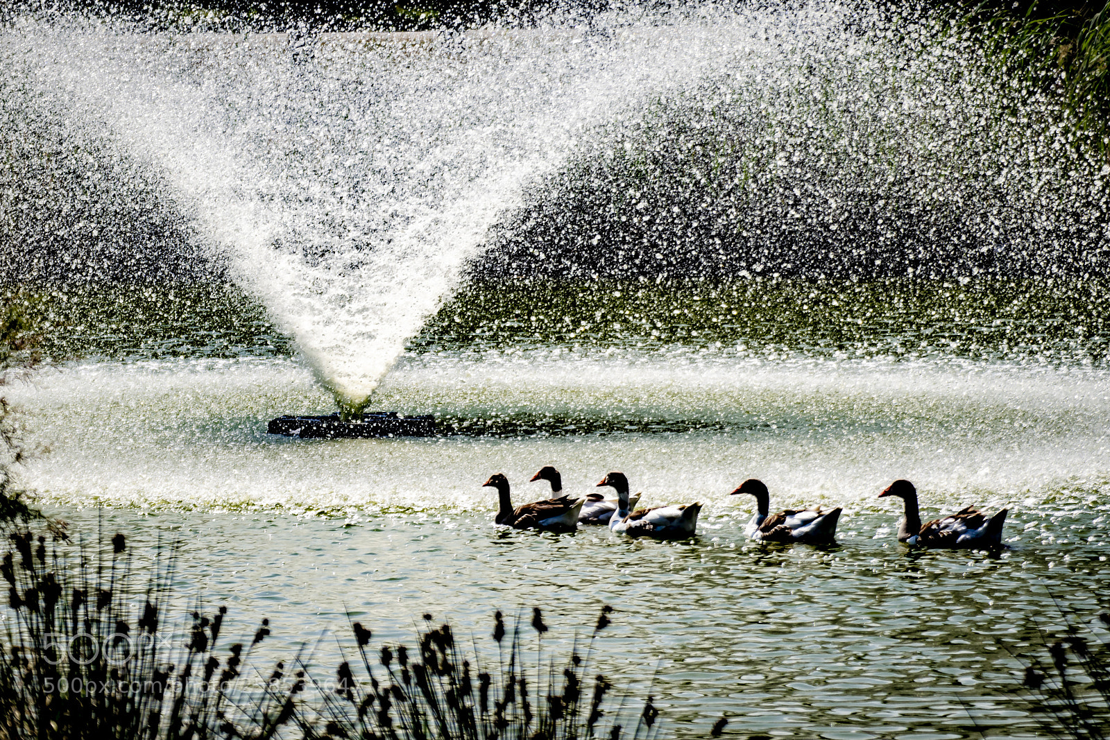 Nikon D3300 sample photo. Duck park photography
