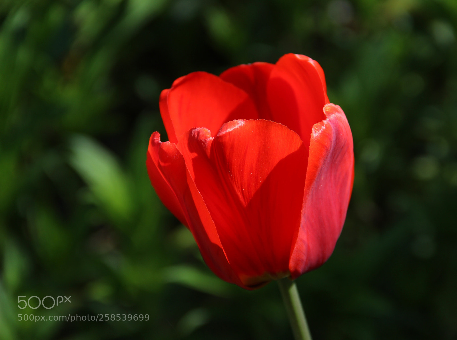 Canon EOS 600D (Rebel EOS T3i / EOS Kiss X5) sample photo. The scarlet flower photography