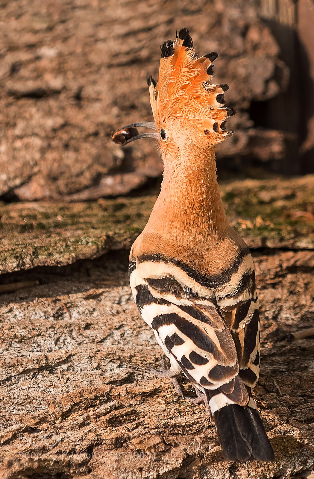 Nikon D500 sample photo. Hoopoe photography