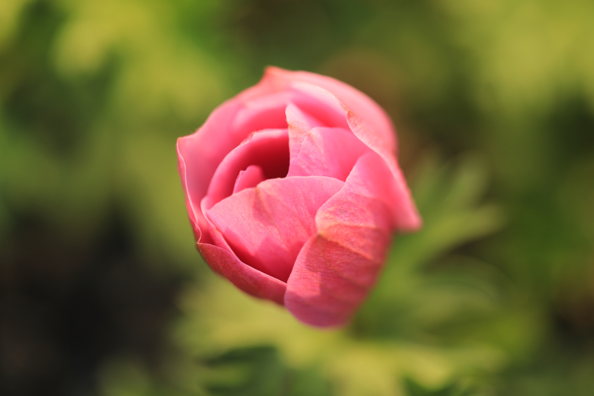 Canon EF 100mm F2.8L Macro IS USM sample photo. Anemone photography