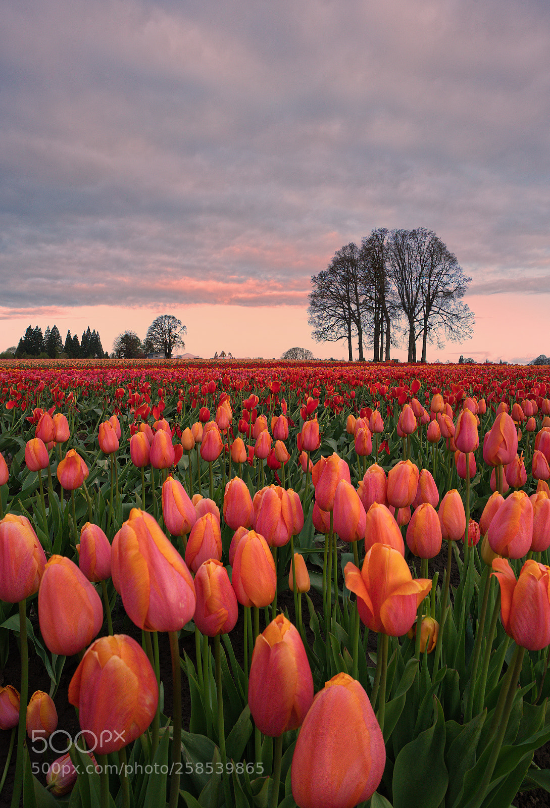 Sony a7R II sample photo. Wooden shoe tulip farm photography