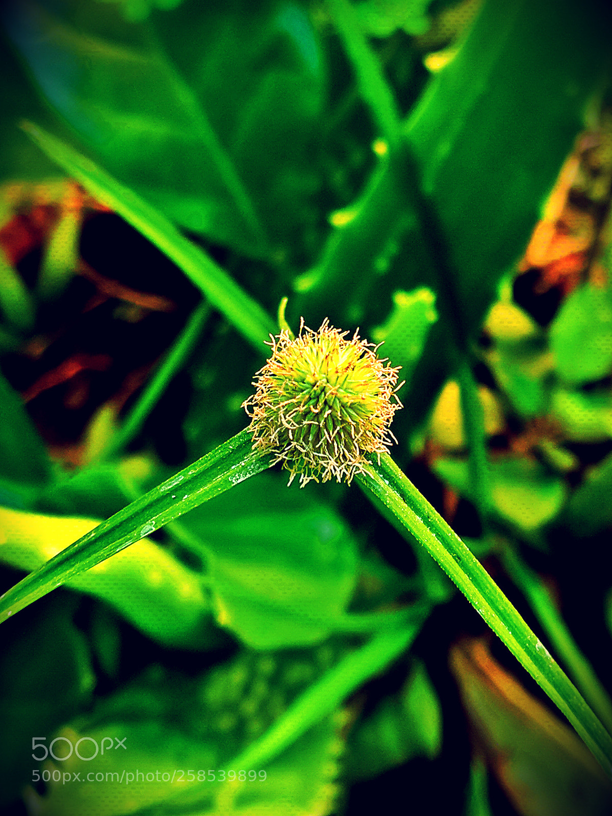 Xiaomi Mi A1 sample photo. Pollen photography