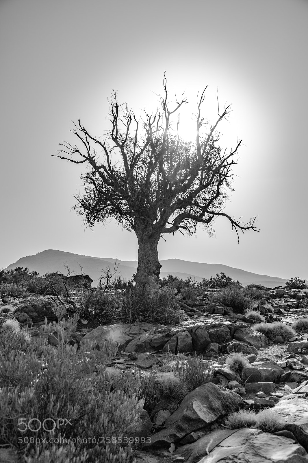 Canon EOS 6D Mark II sample photo. The tree on the photography