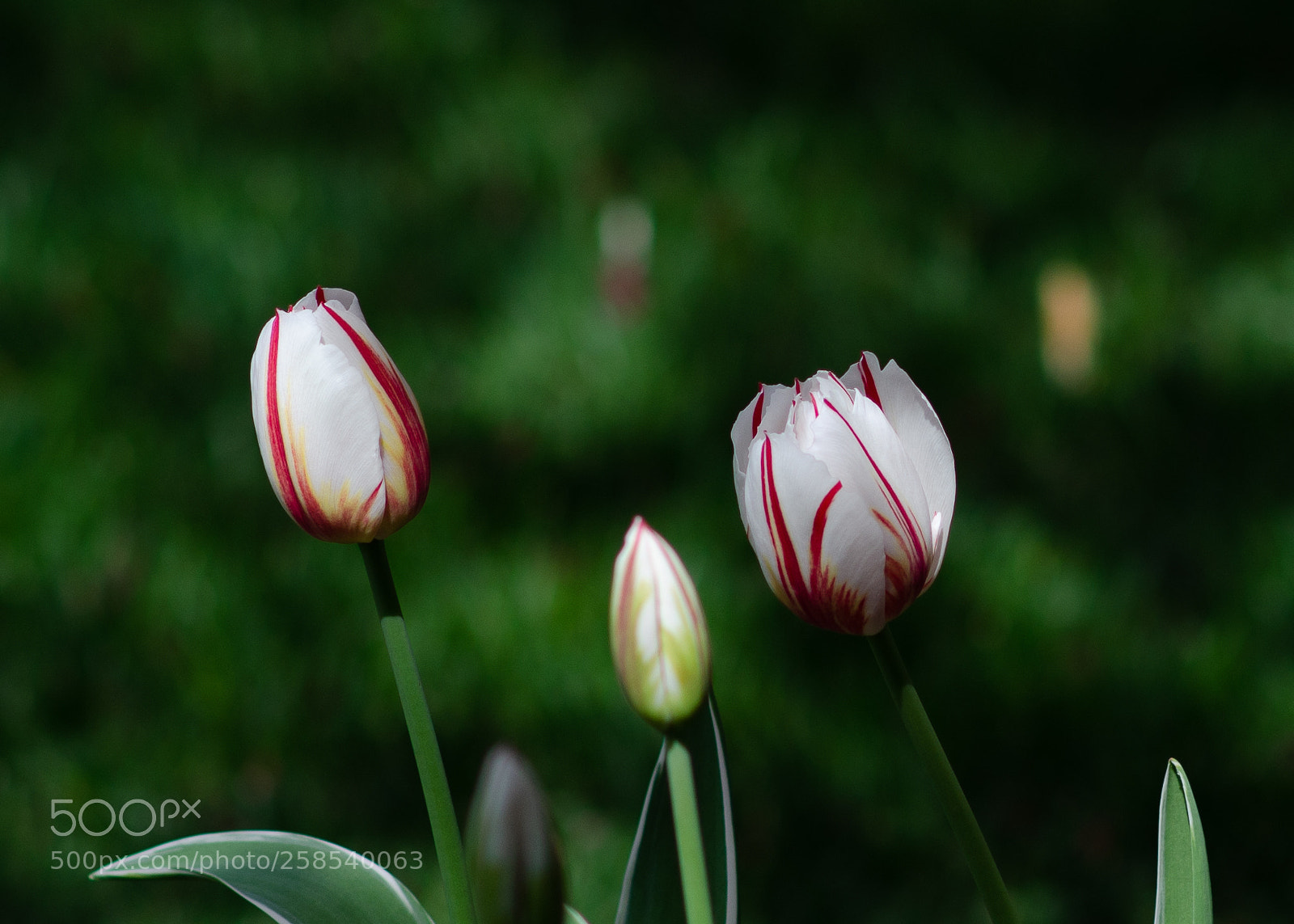 Nikon D7000 sample photo. Opening photography