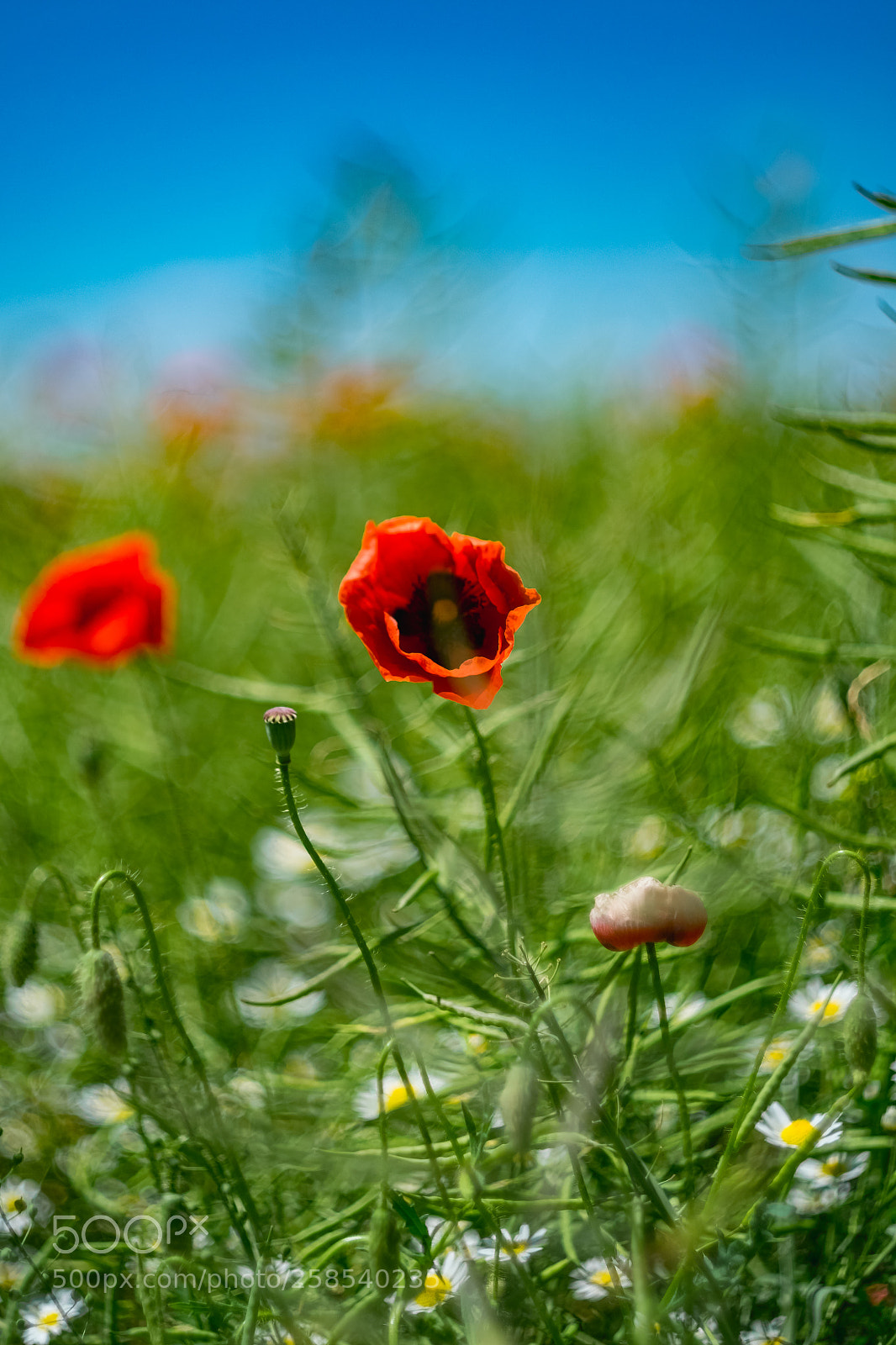 Fujifilm X-E2 sample photo. Poppies photography