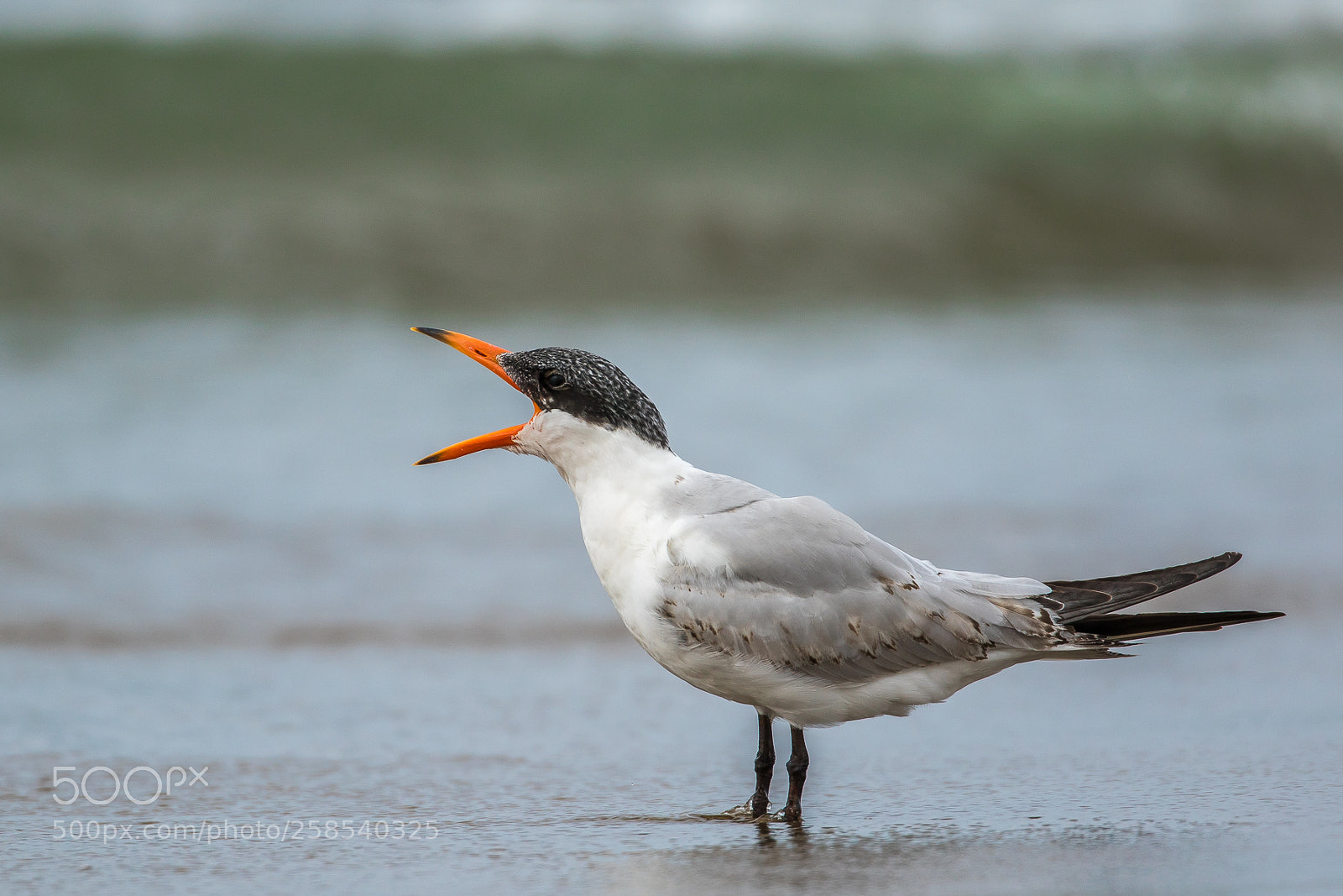Canon EOS 7D Mark II sample photo. Wow!(caspian tern) photography