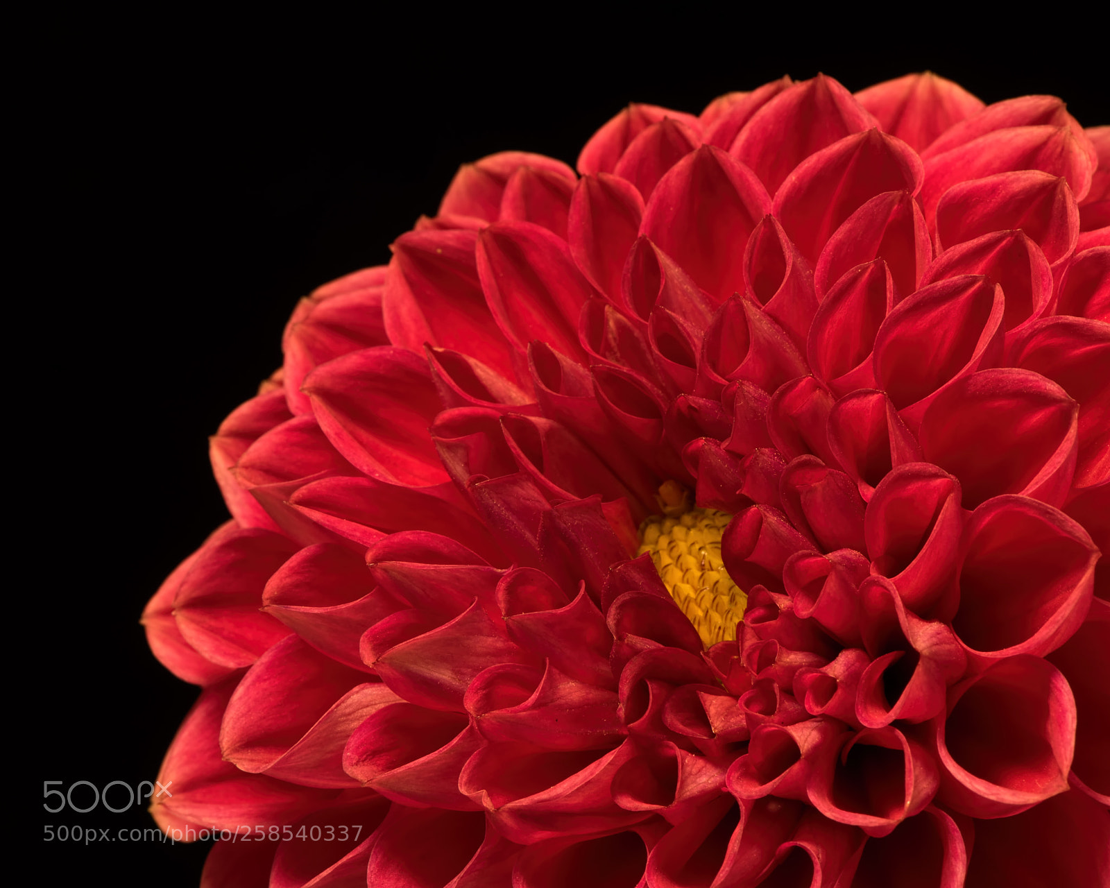 Nikon D810 sample photo. Red mum detail 0830 photography