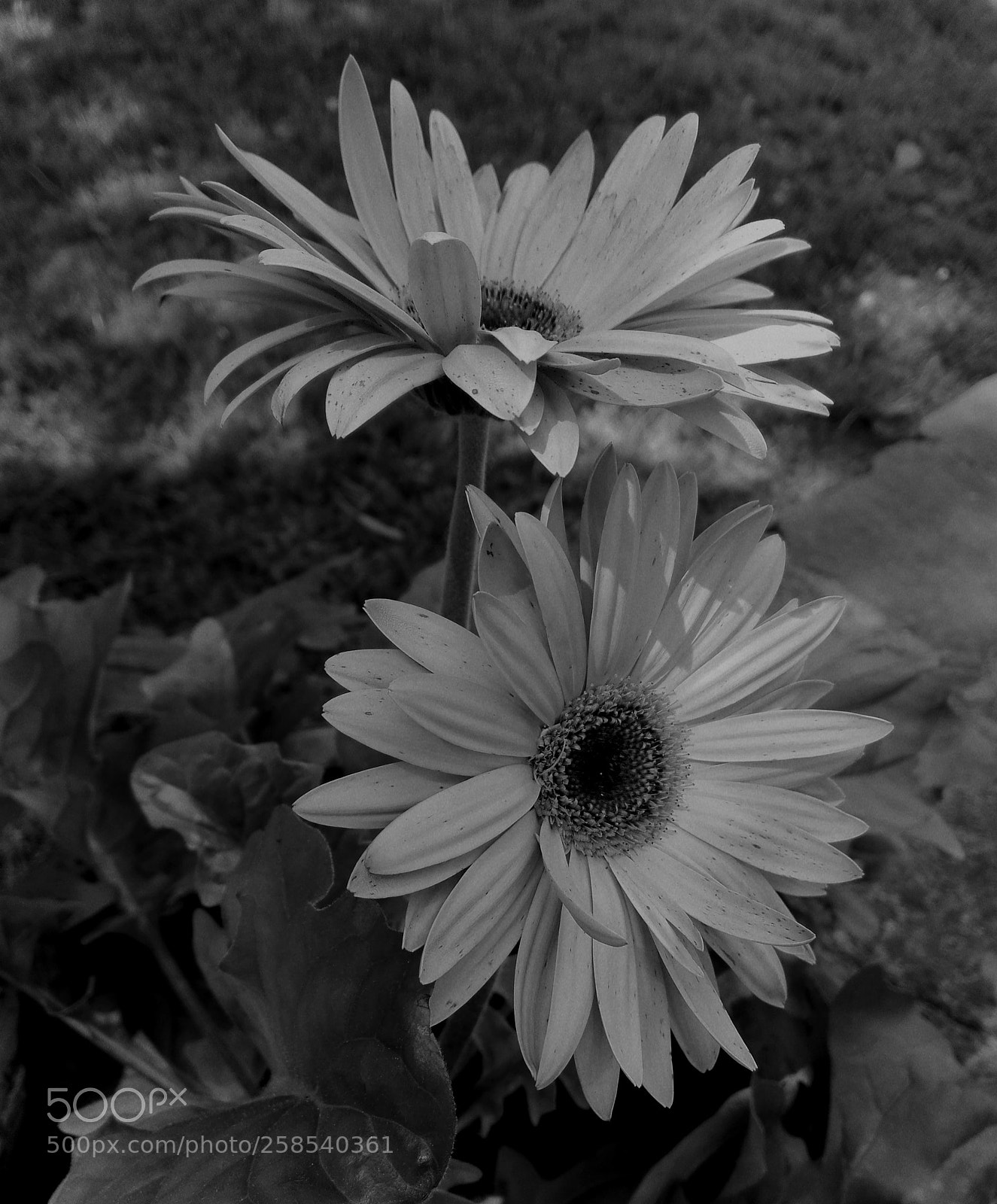 HUAWEI P8 Lite sample photo. Flowerpower photography