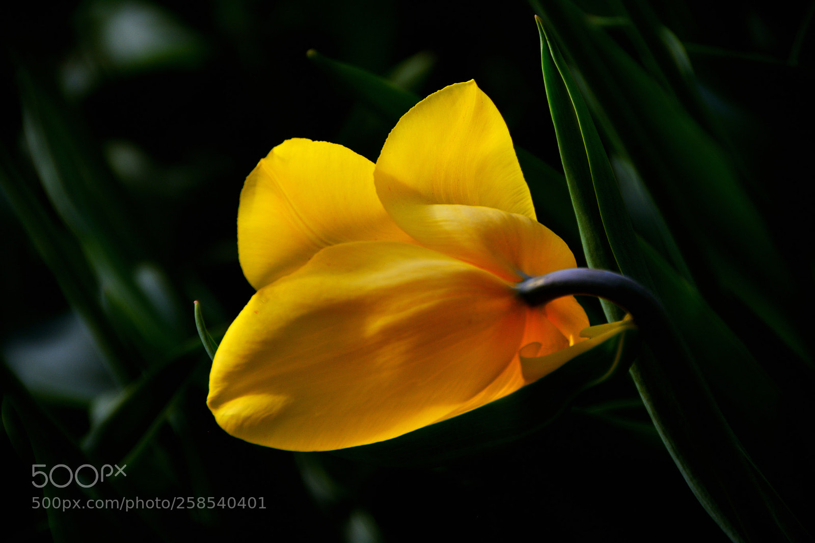 Nikon D5200 sample photo. Yellow tulip-3 photography
