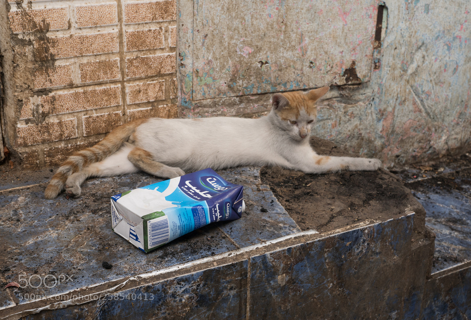 Sony ILCA-77M2 sample photo. Cats photography