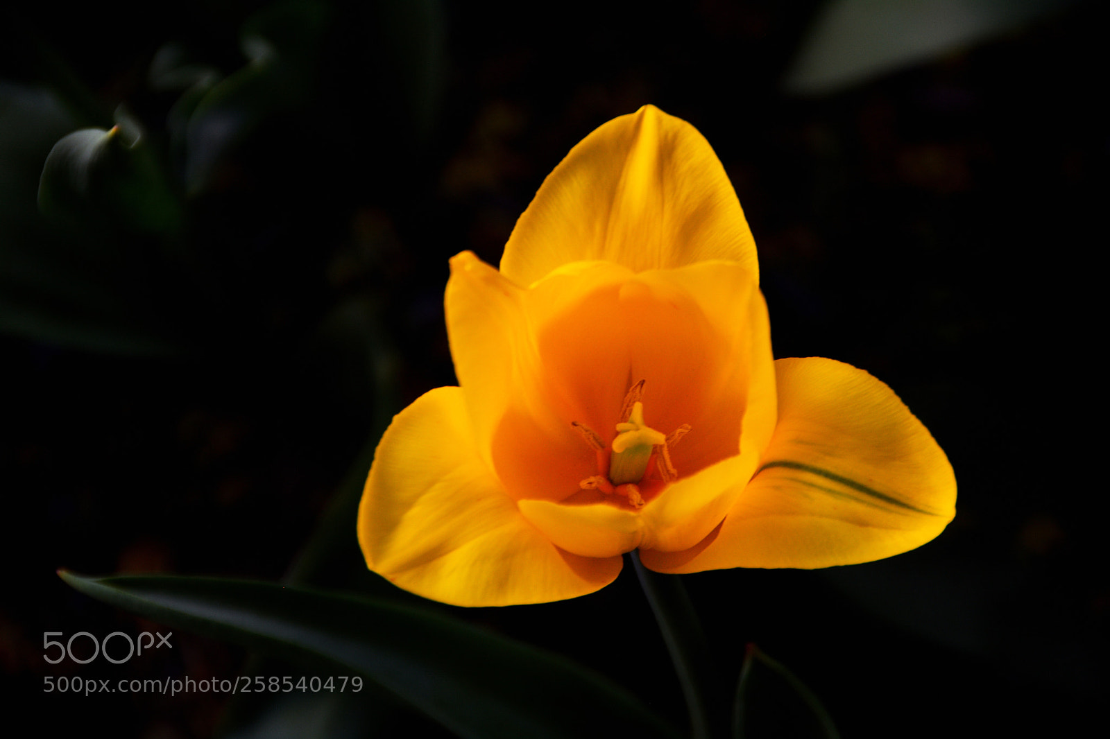Nikon D5200 sample photo. Yellow tulip-4 photography