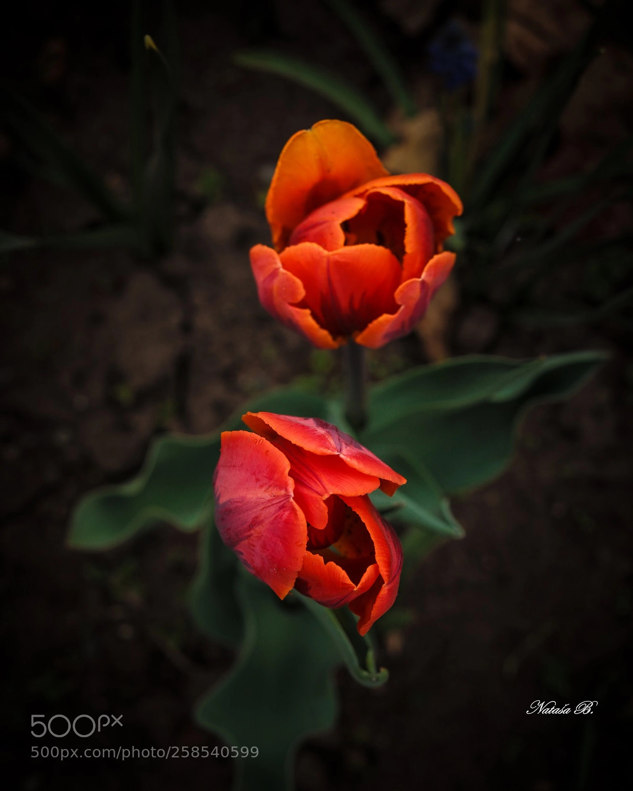 Canon EOS 5D Mark IV sample photo. Tulip time photography