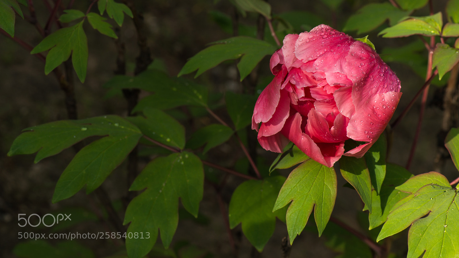 Nikon D800E sample photo. Subshrubby peony flower photography