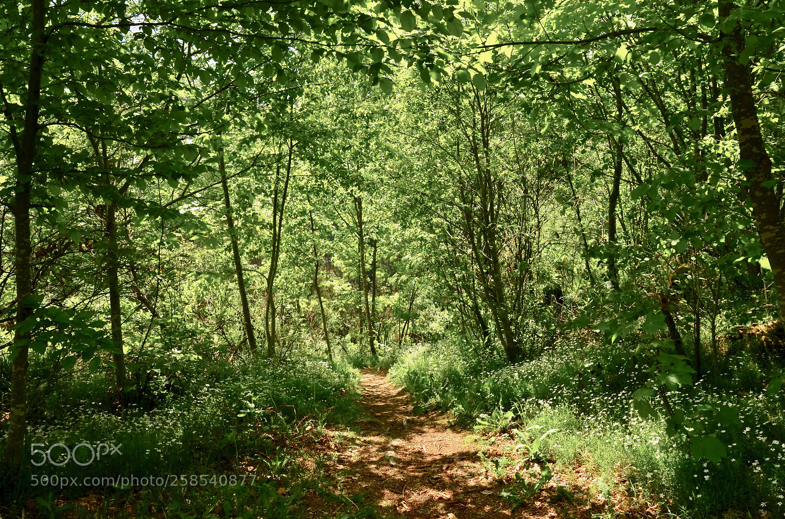 Nikon D5100 sample photo. Walk through that lush photography