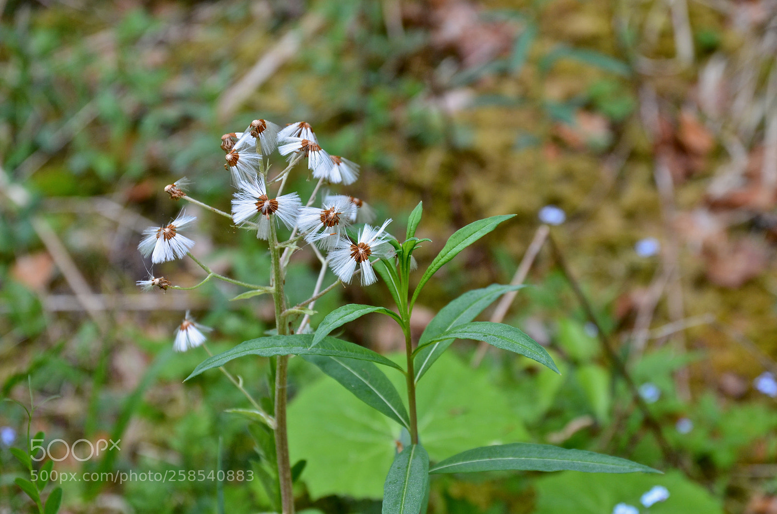 Nikon D5100 sample photo. White and innocent photography
