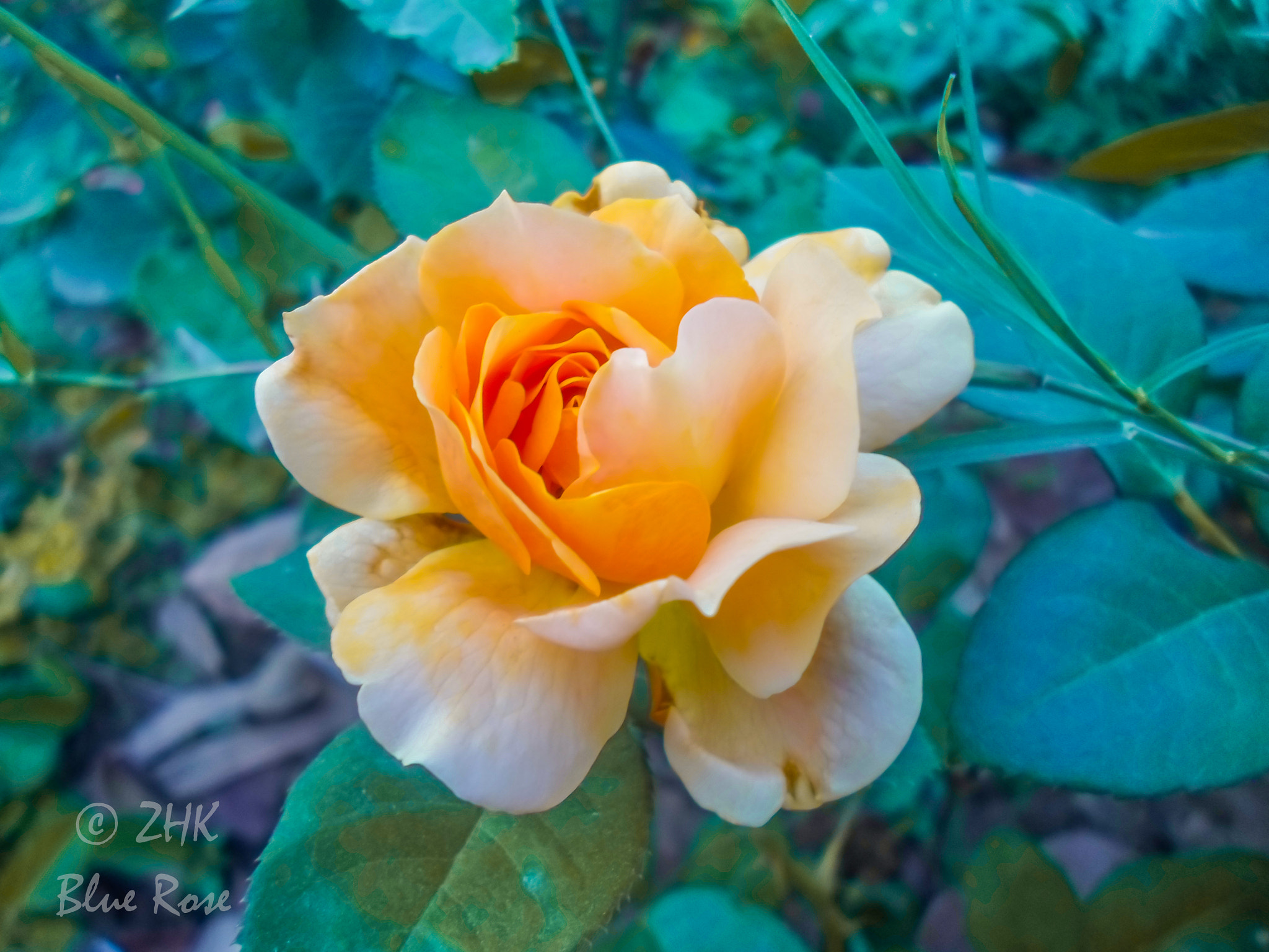 Samsung ST66 / ST68 sample photo. Rosa floribunda photography