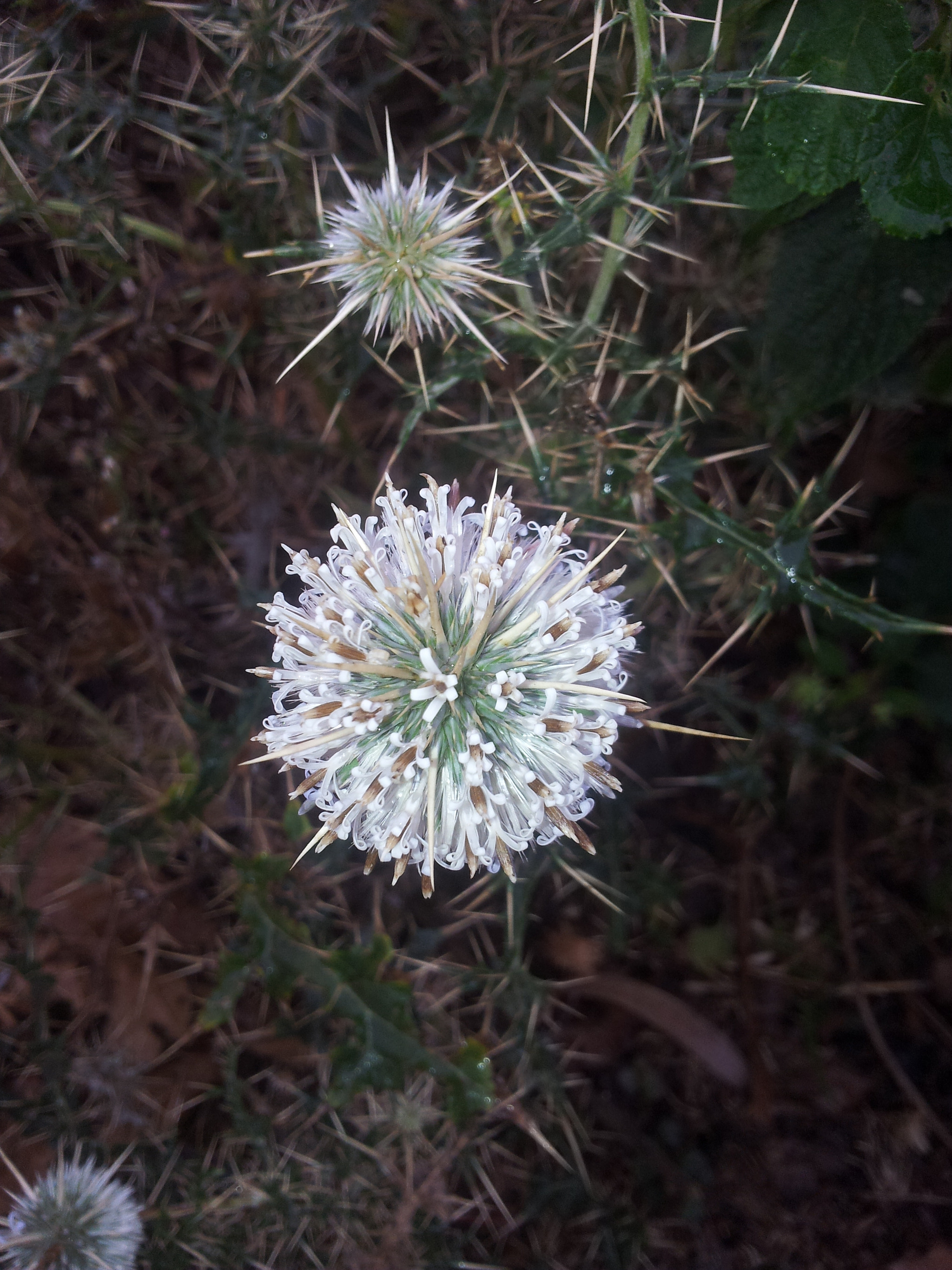 Samsung Galaxy Note sample photo. []~ photography