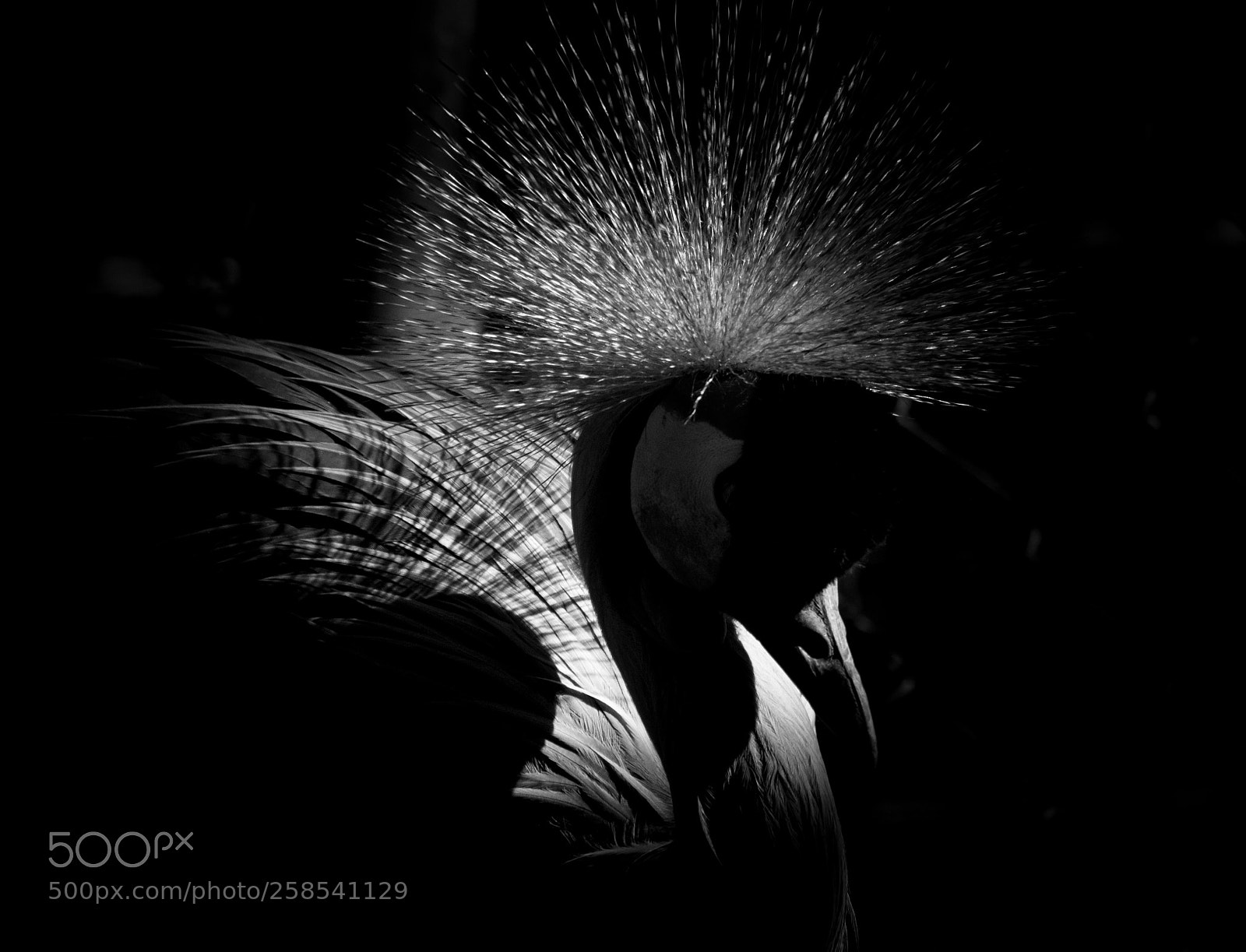 Canon EOS 750D (EOS Rebel T6i / EOS Kiss X8i) sample photo. Crane in the shadows photography