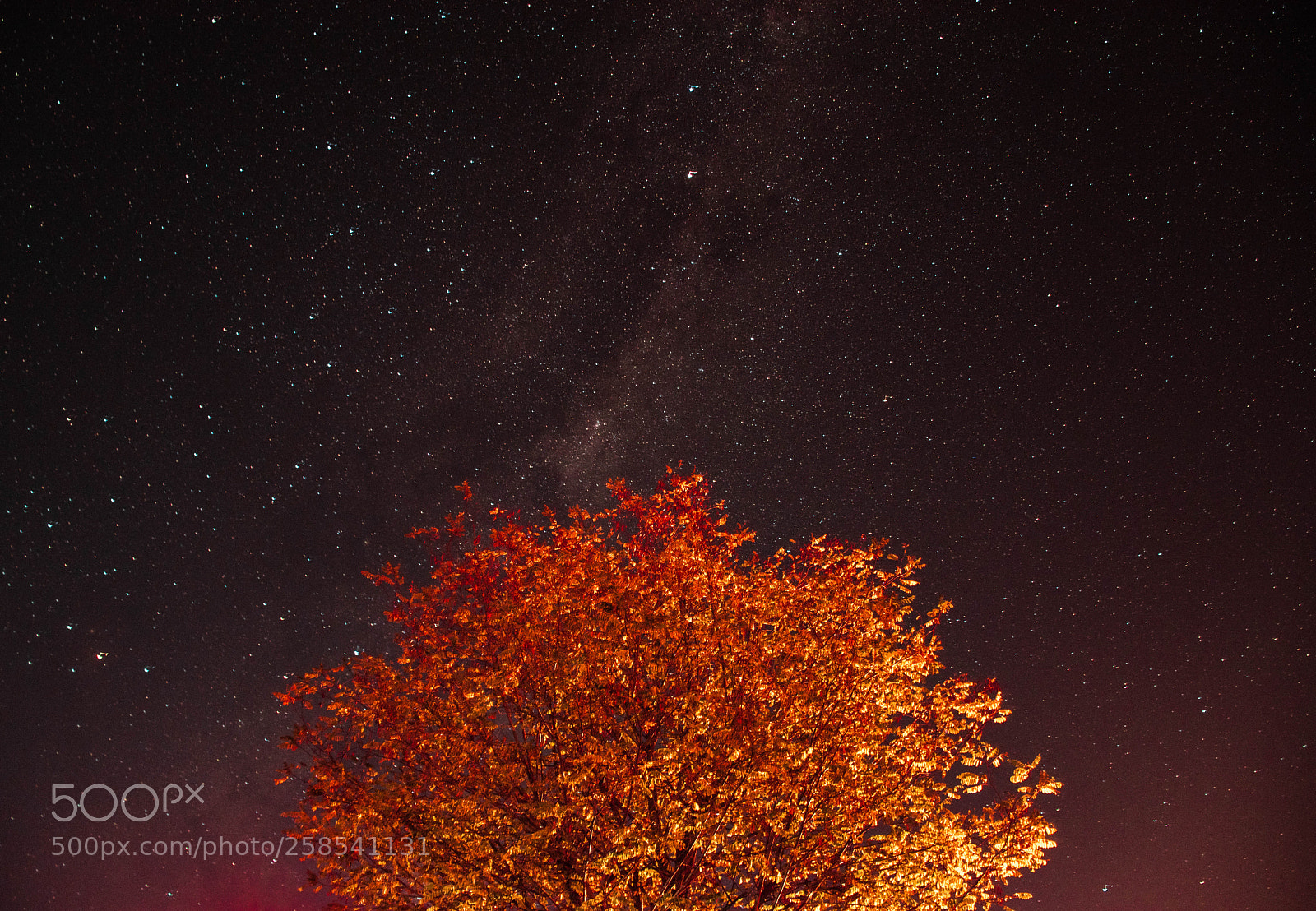 Nikon D5500 sample photo. Autumn tree under milky photography