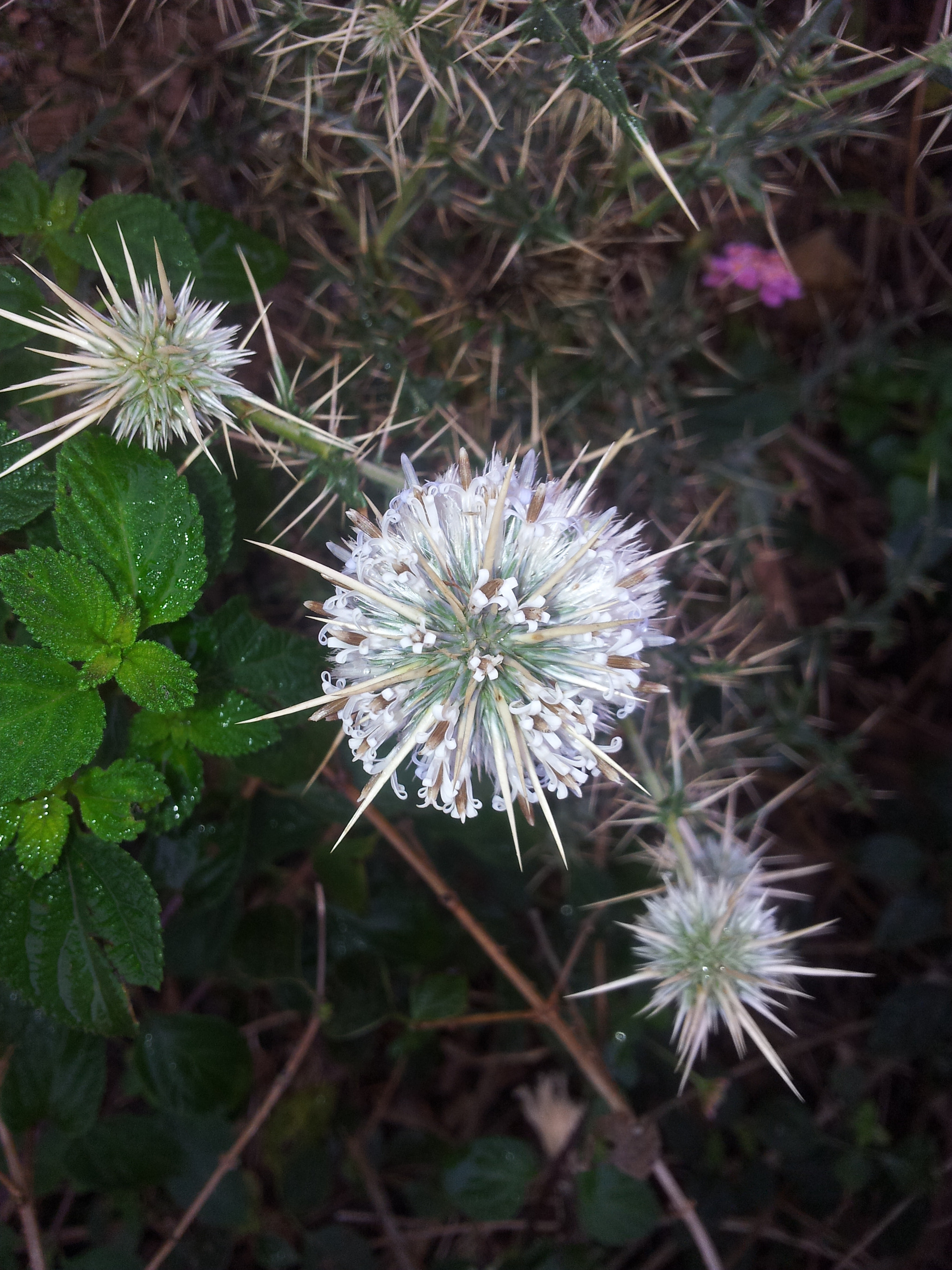 Samsung Galaxy Note sample photo. []~ photography