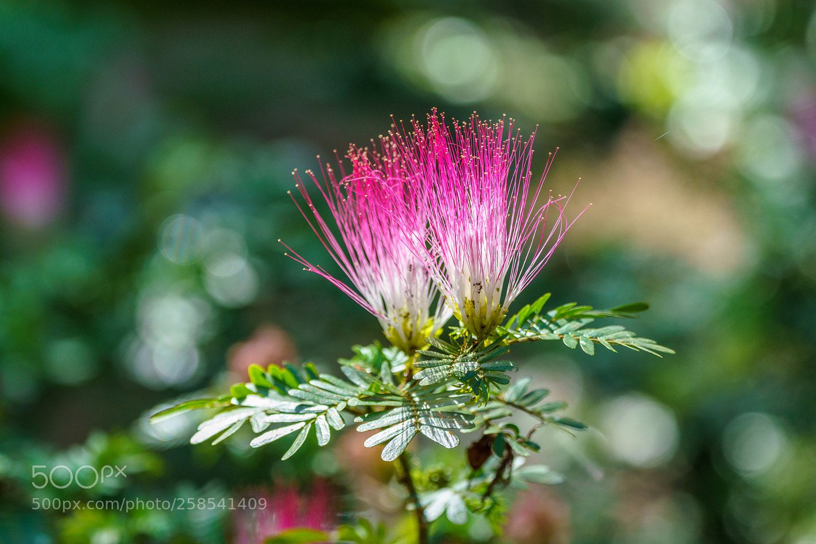 Sony a7R III sample photo. Flowerage photography