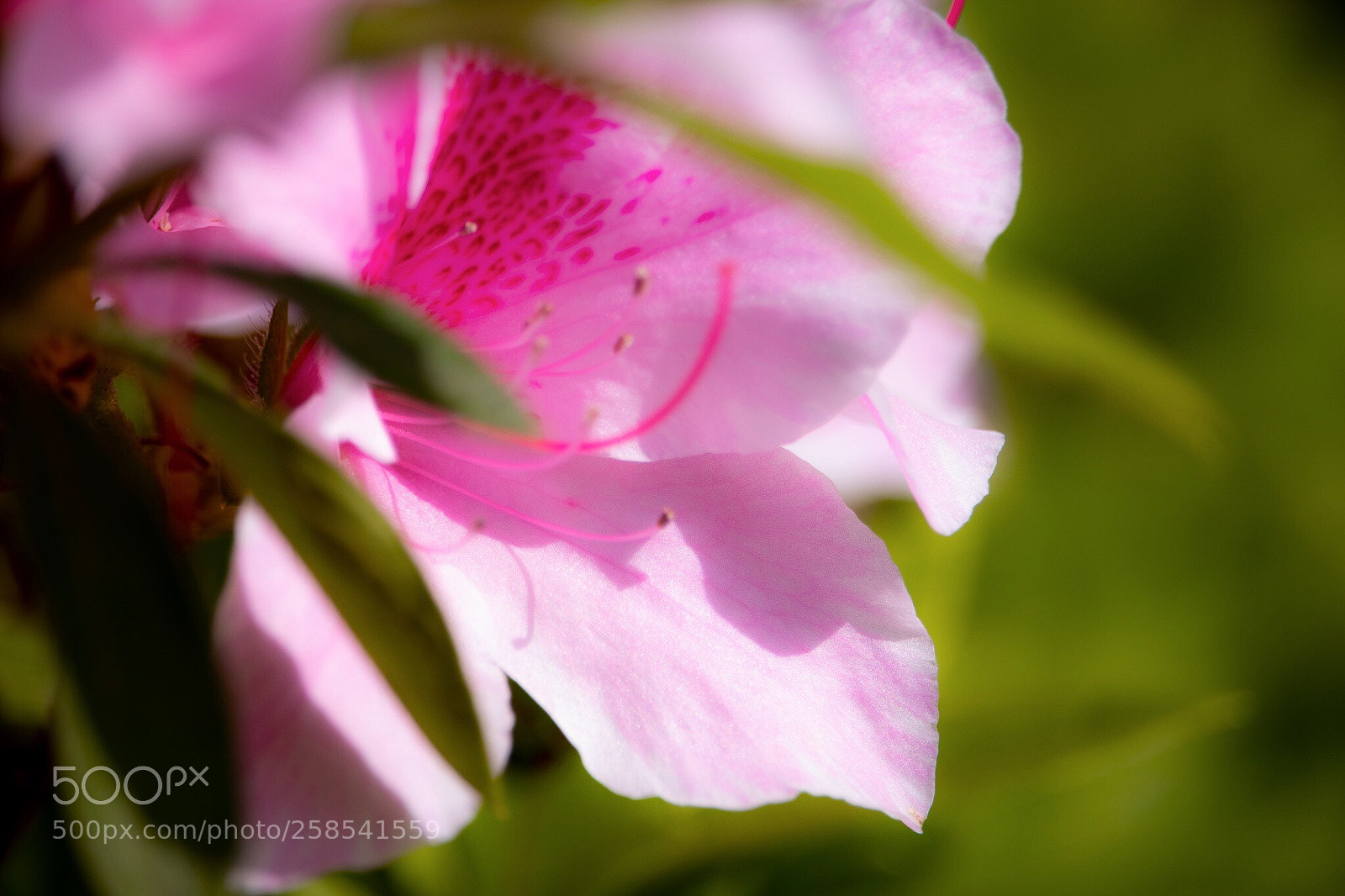 Canon EOS 80D sample photo. Azalea photography
