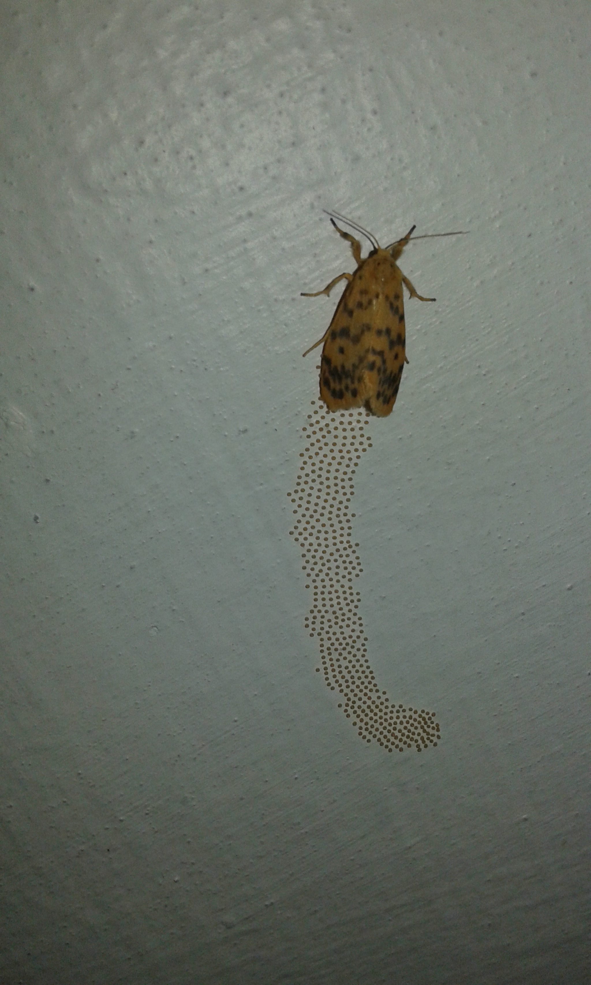 Samsung Galaxy Grand Neo Plus sample photo. Moth photography