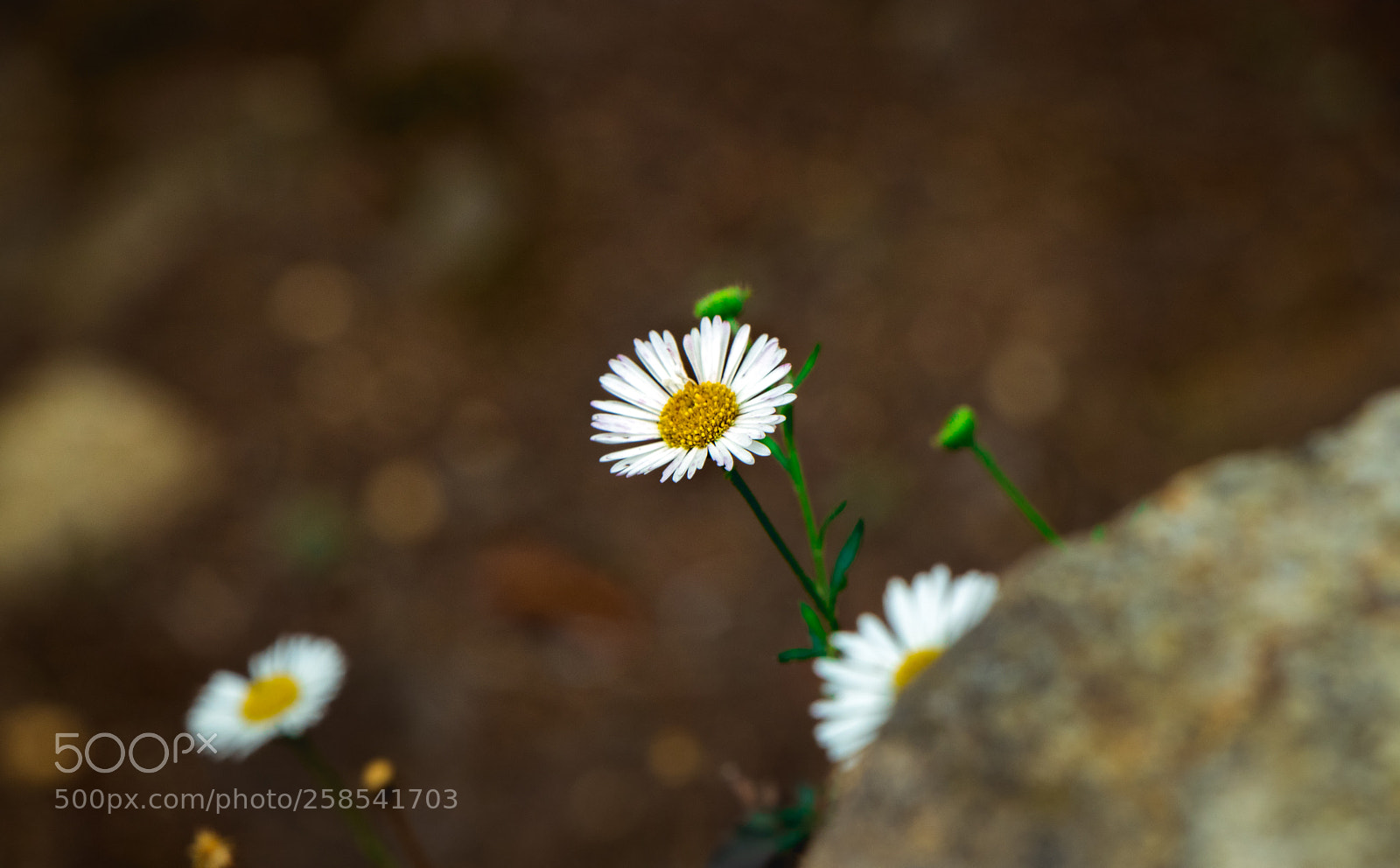 Canon EOS 80D sample photo. Flower love.... photography