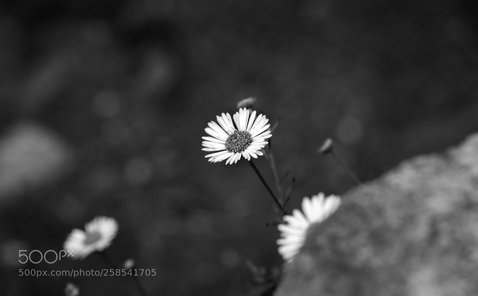 Canon EOS 80D sample photo. Flower... photography